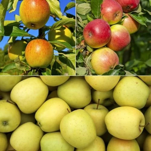 Apfelbaum-Kollektion 'Reine des reinettes', 'Cox's', 'Golden Delicious'