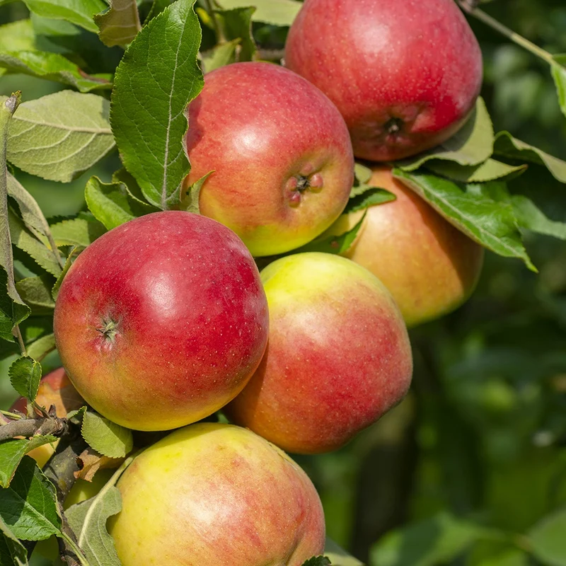 Apfelbaum-Kollektion 'Reine des reinettes', 'Cox's', 'Golden Delicious'