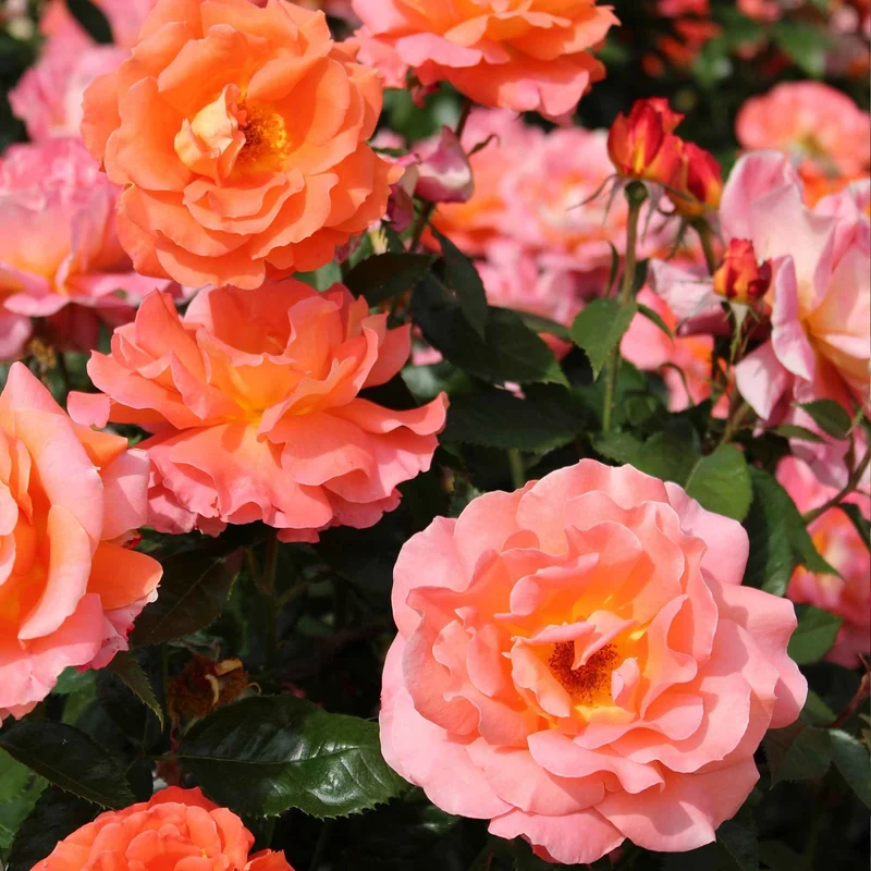 Edelrose 'Augusta Louise'