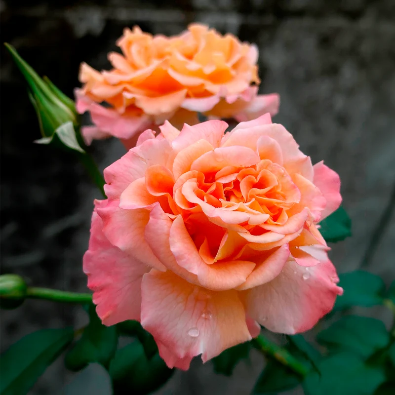 Edelrose 'Augusta Louise'