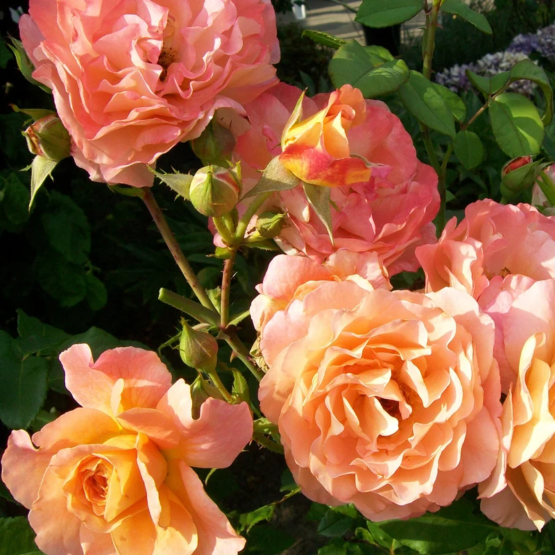 Edelrose 'Augusta Louise'