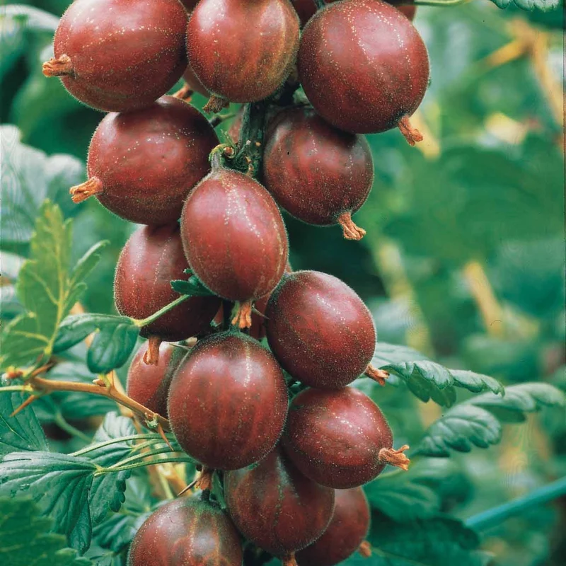 Rote Stachelbeere auf Stamm