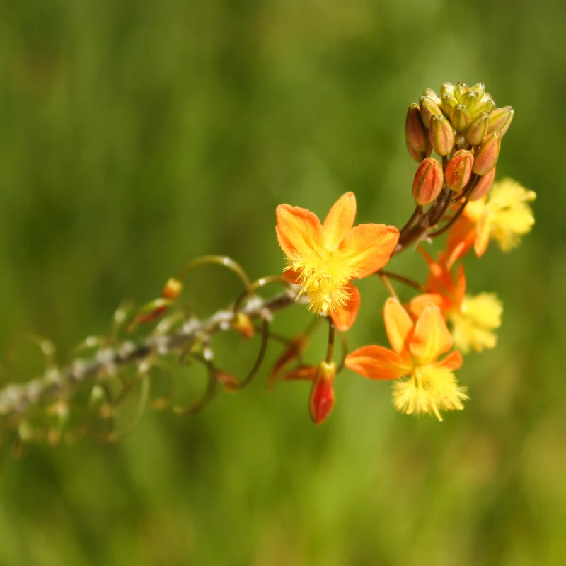 Katzenschwanzpflanze Avera Sunset Orange