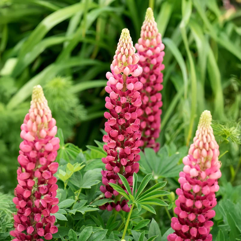 Lupine The Pages