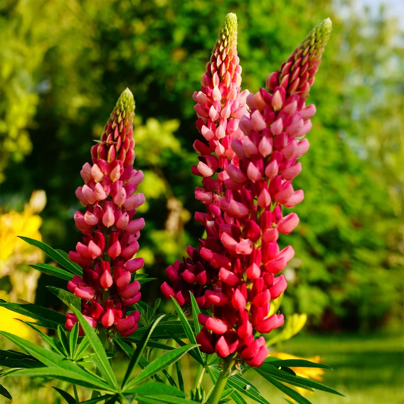 Lupine The Pages