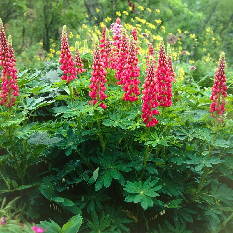 Lupine The Pages