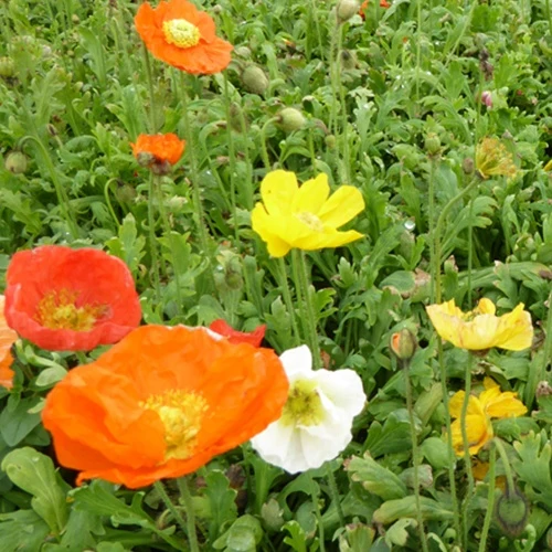 Zwergiger Island Mohn Gartenzwerg