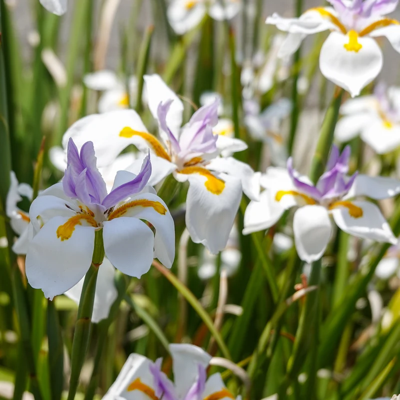 Dietes grandiflora