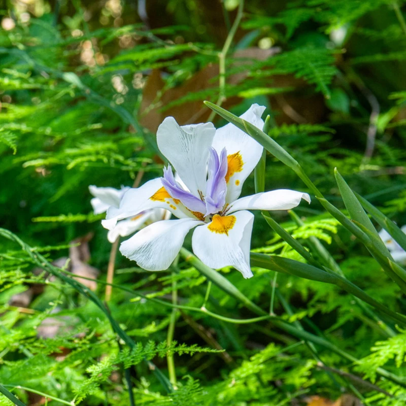 Dietes grandiflora