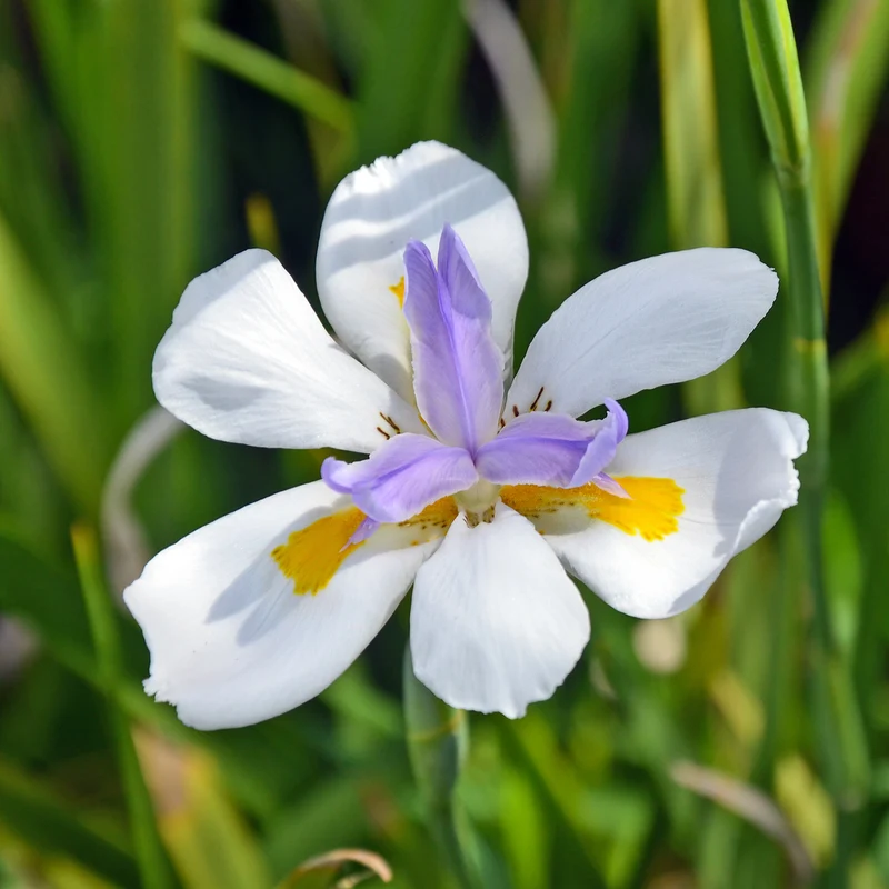 Dietes grandiflora