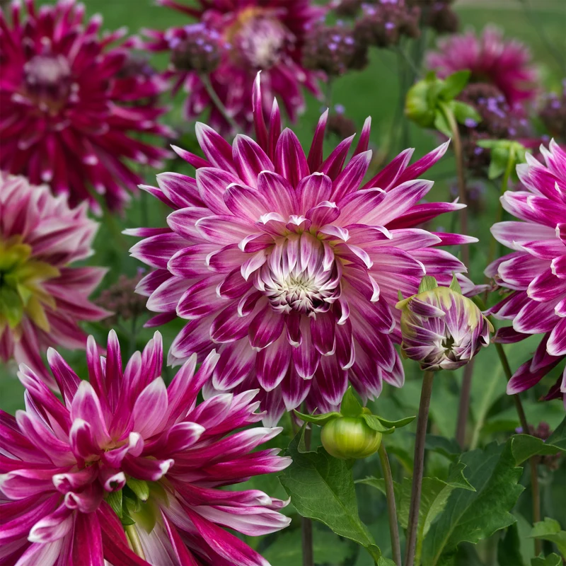 Großblütige Dahlie 'Vancouver' (x3)