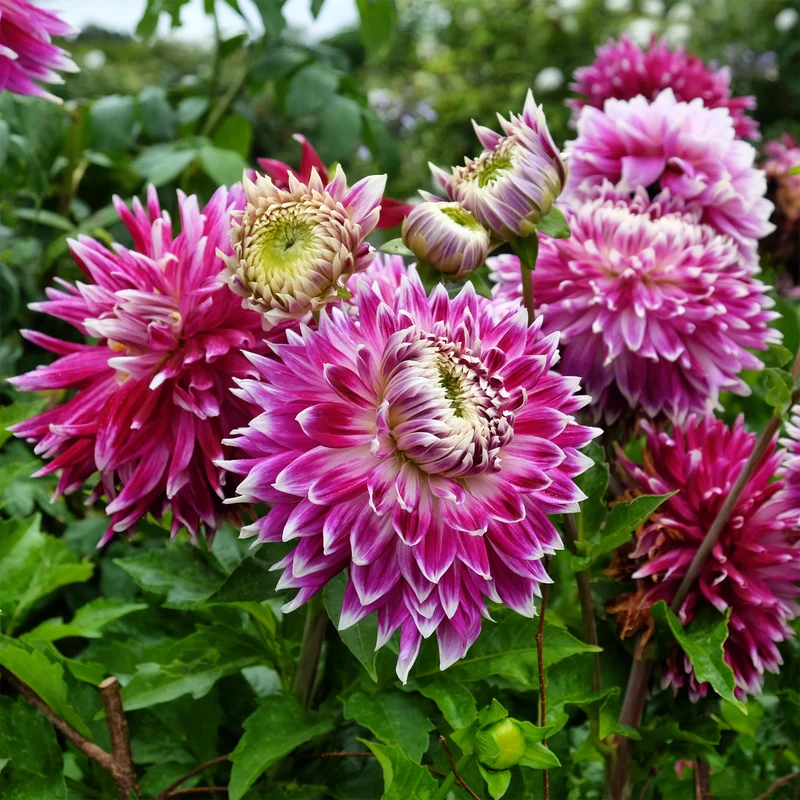 Großblütige Dahlie 'Vancouver' (x3)