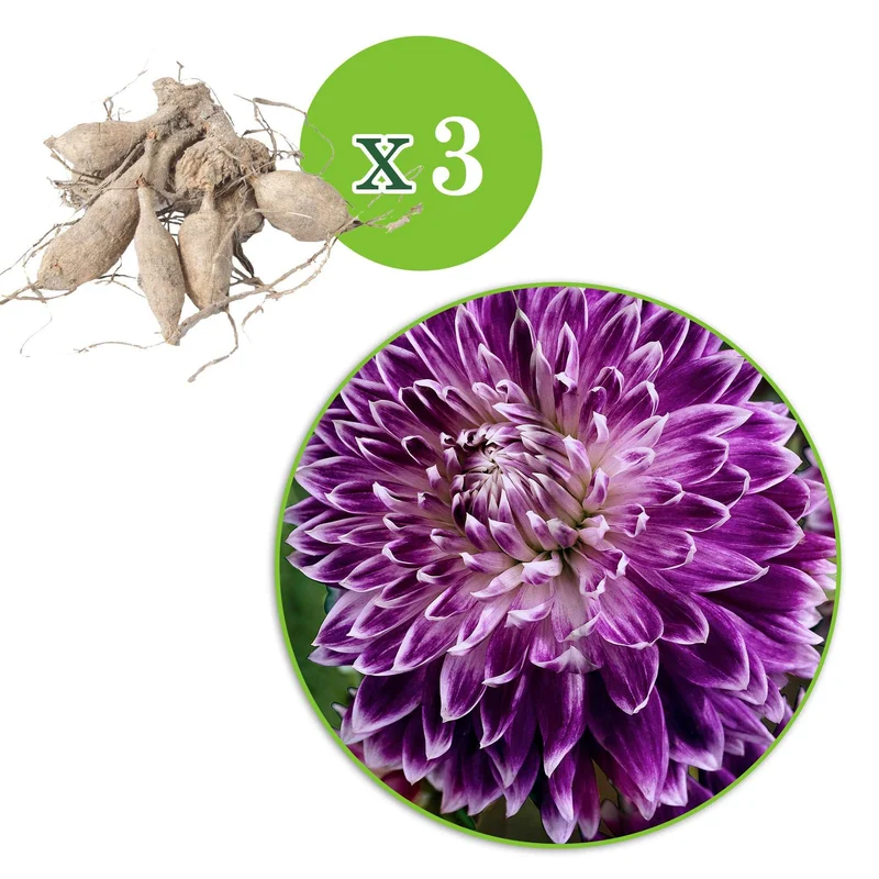 Großblütige Dahlie 'Vancouver' (x3)