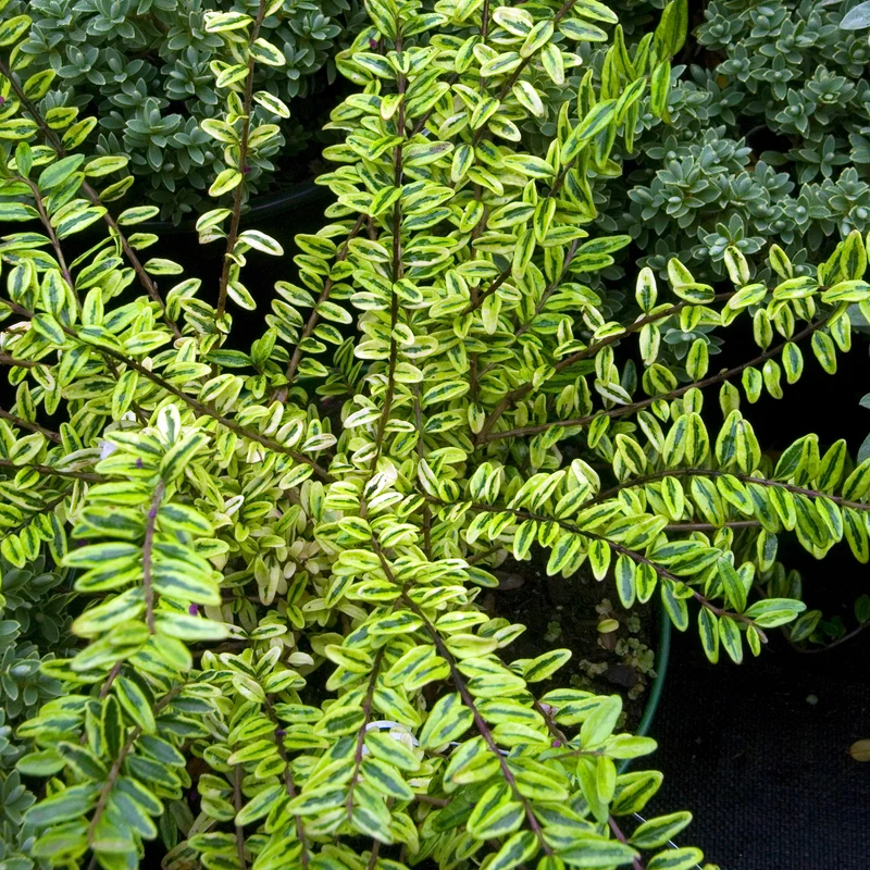 Heckenmyrte 'Lemon Beauty'