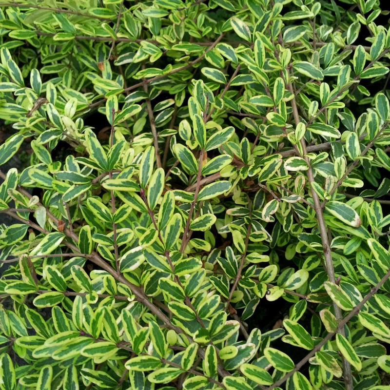 Heckenmyrte 'Lemon Beauty'
