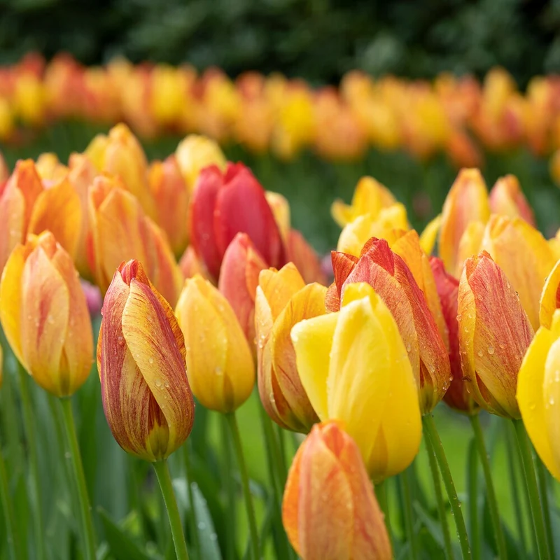 Tulpen ‘Rhapsody of Smiles’ (x5)