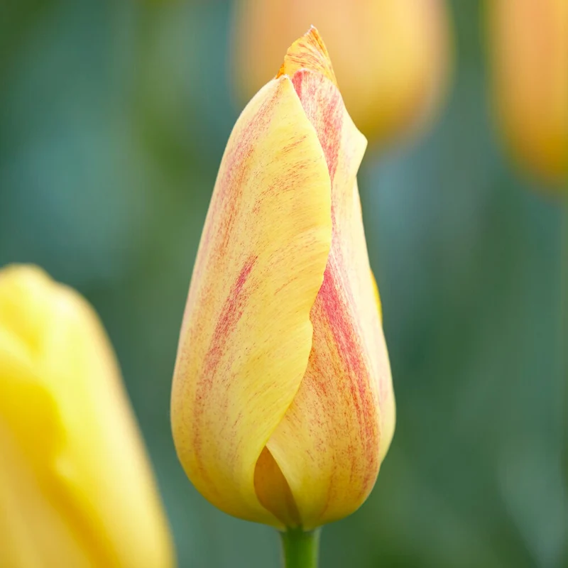 Tulpen ‘Rhapsody of Smiles’ (x5)