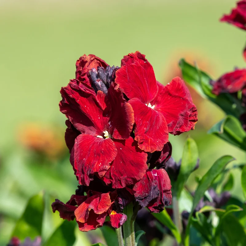 Erysimum Colour Vibe Red ®