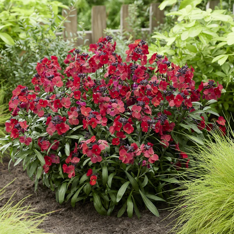 Erysimum Colour Vibe Red ®