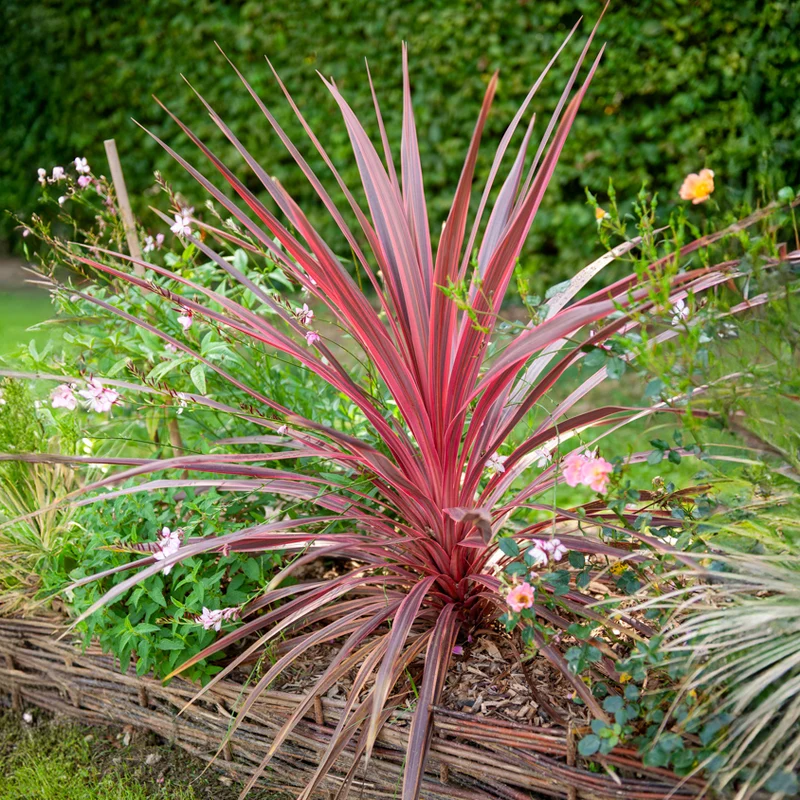 Australische Keulenlilie Pink Passion®