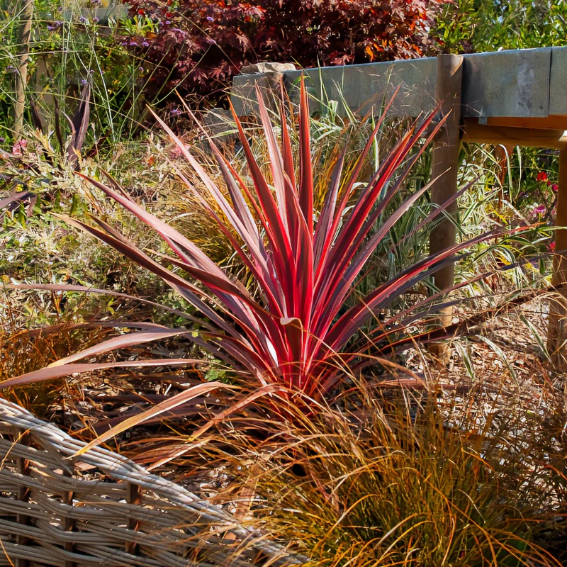 Australische Keulenlilie Pink Passion®