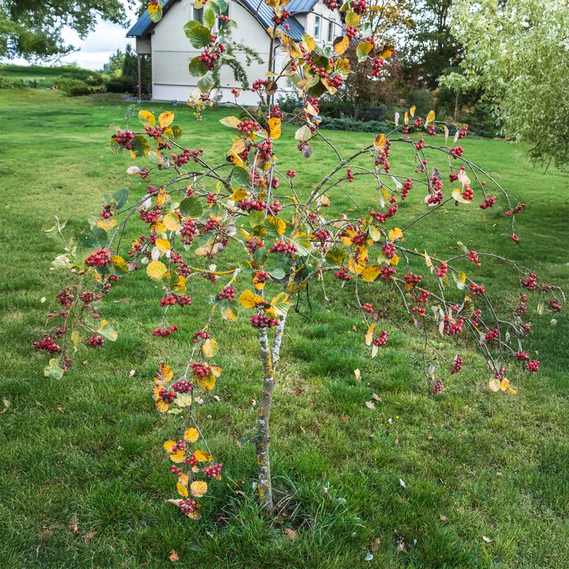 Mehlbeere ‘Lutescens’