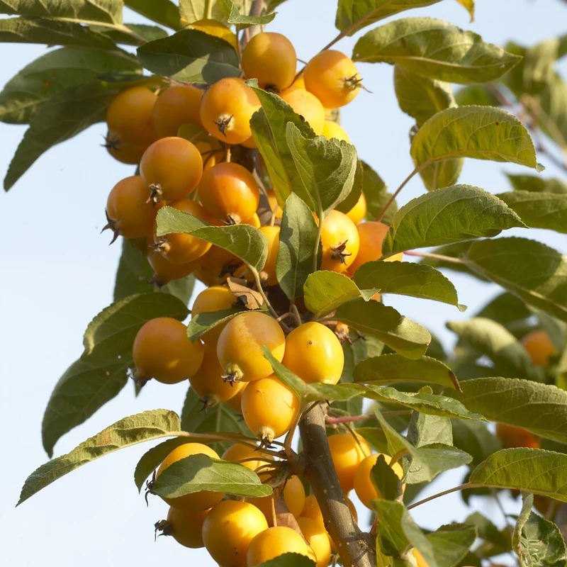 Zierapfel Golden Hornet