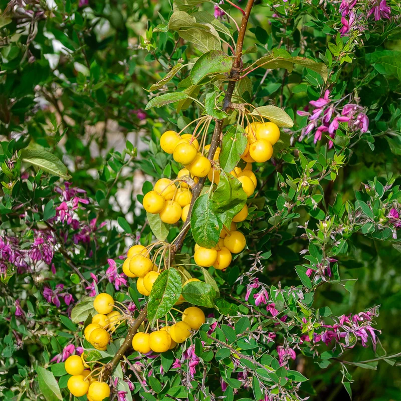 Zierapfel Golden Hornet
