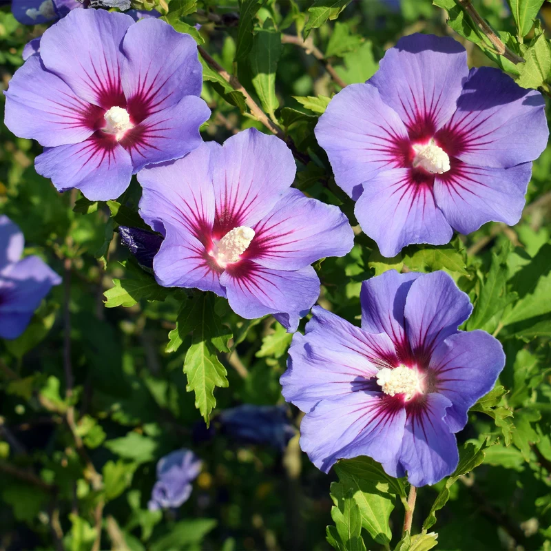 Hibiscus syriacus Blauer Vogel