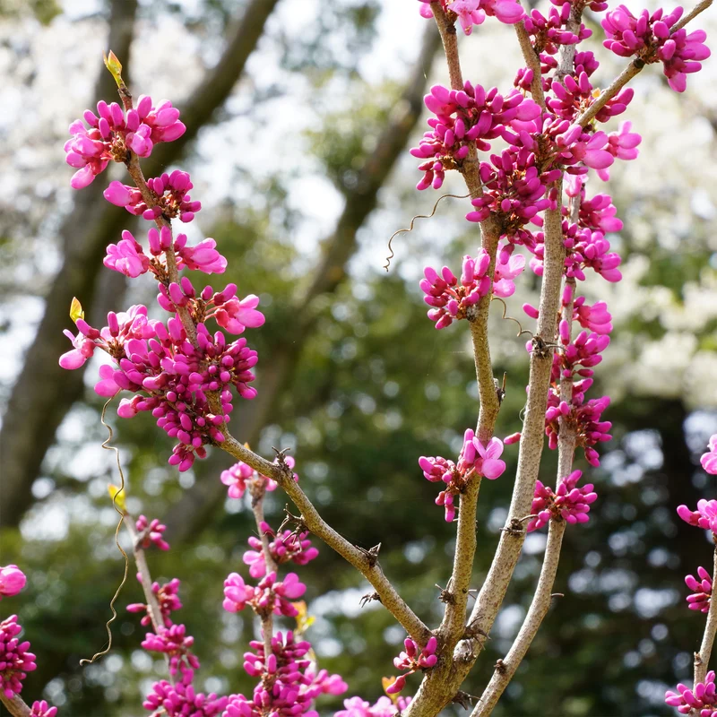 Chinesischer Judasbaum