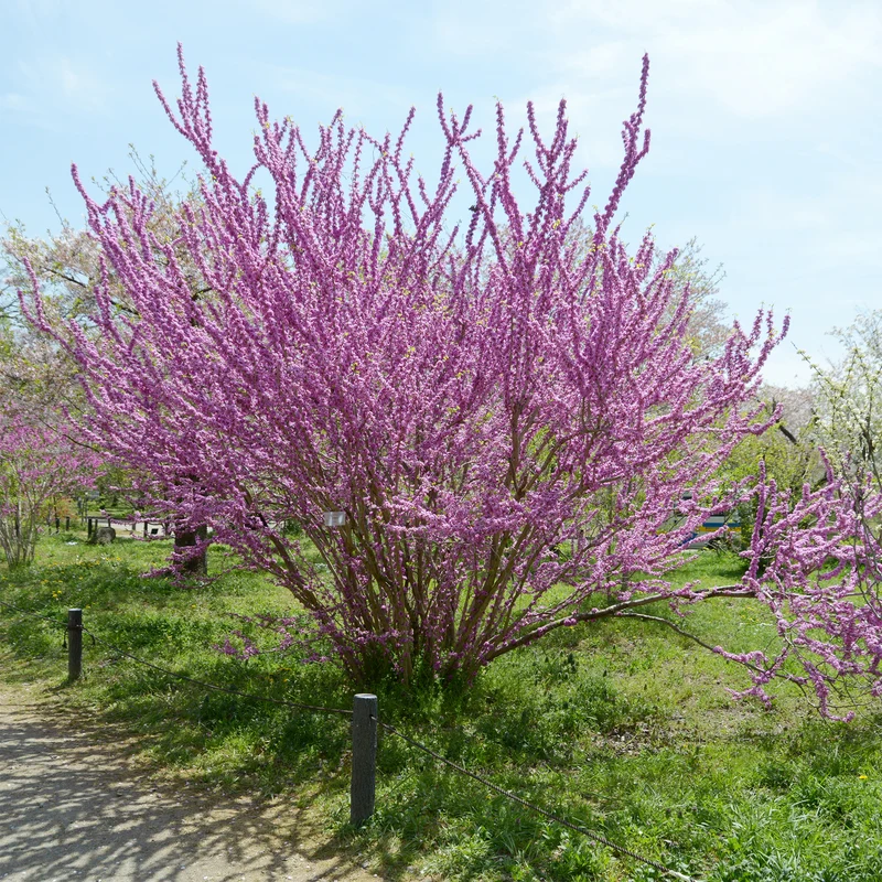Chinesischer Judasbaum