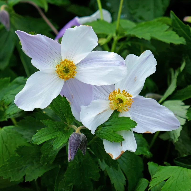 Japanische Anemone Ruffled Swan