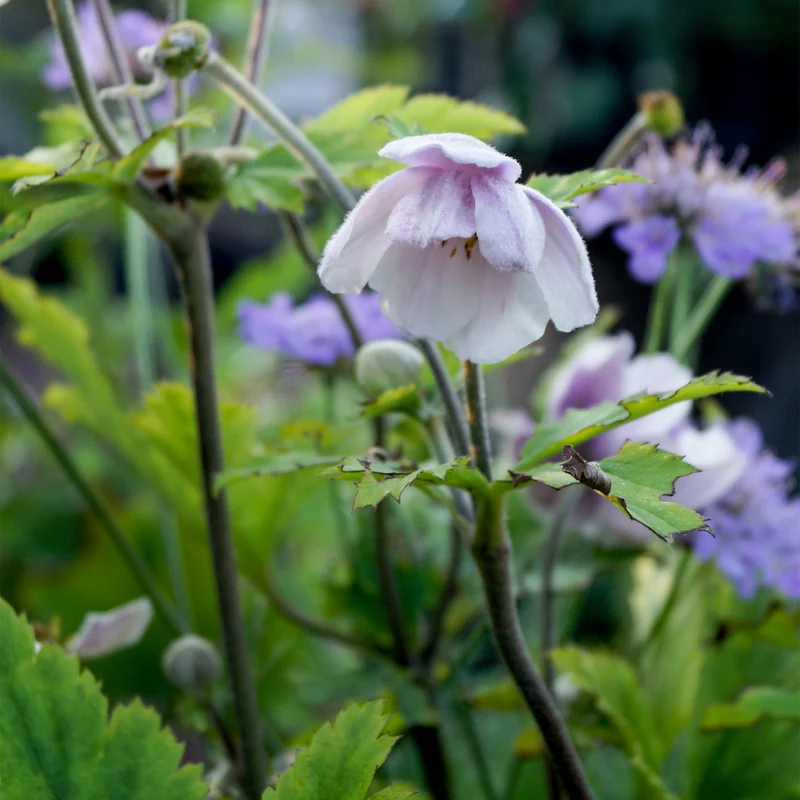 Japanische Anemone Ruffled Swan
