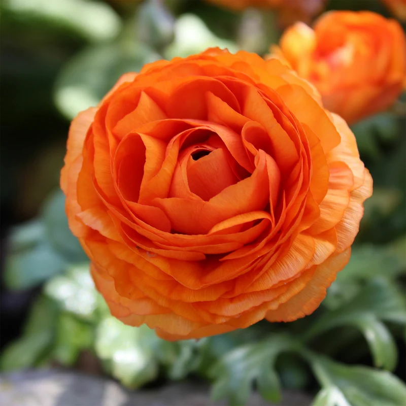 Asiatische Ranunkeln Orange (x10)