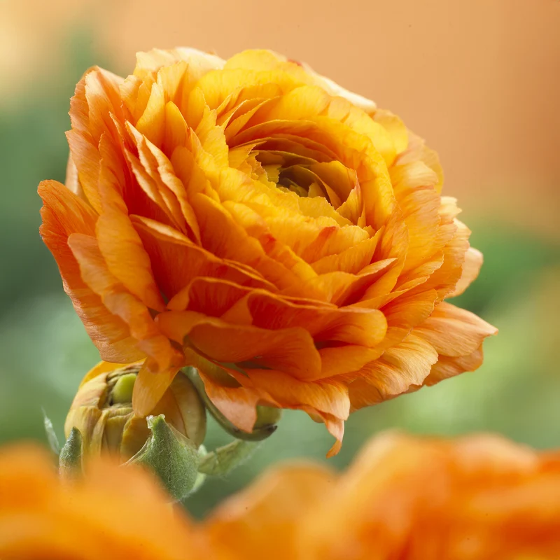 Asiatische Ranunkeln Orange (x10)