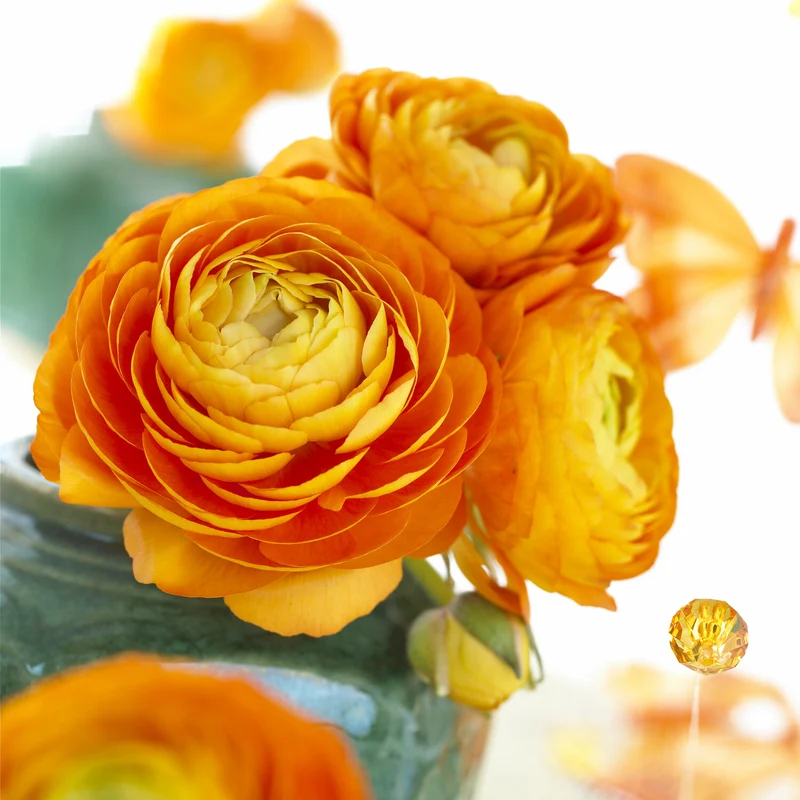 Asiatische Ranunkeln Orange (x10)