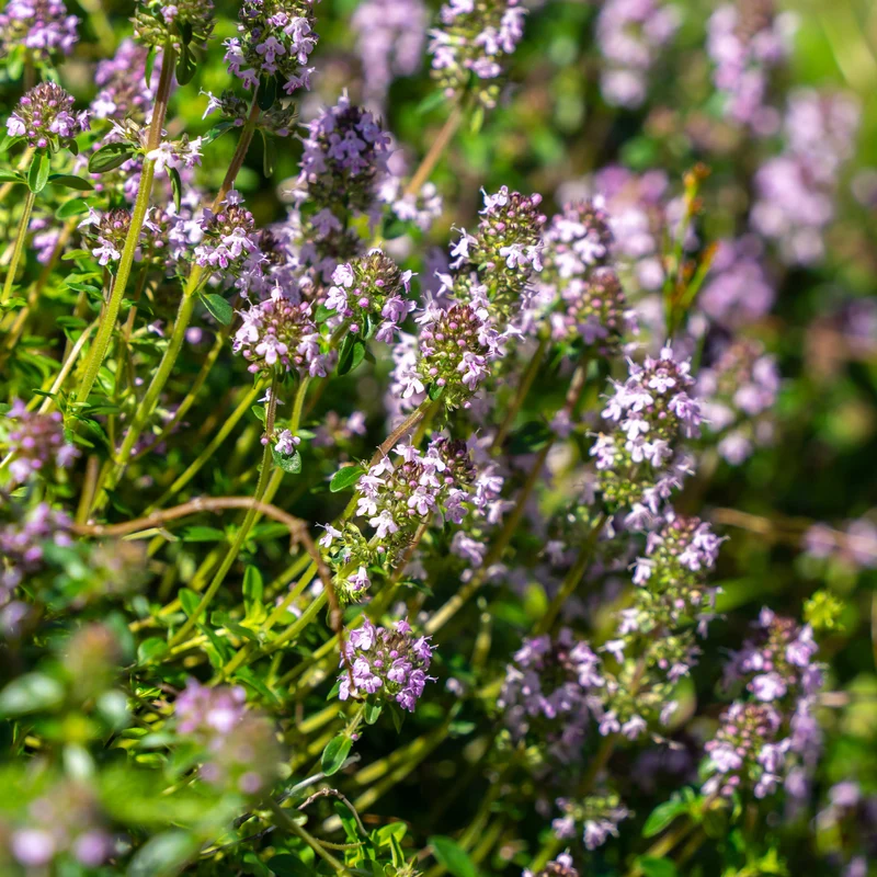 Sand-Thymian