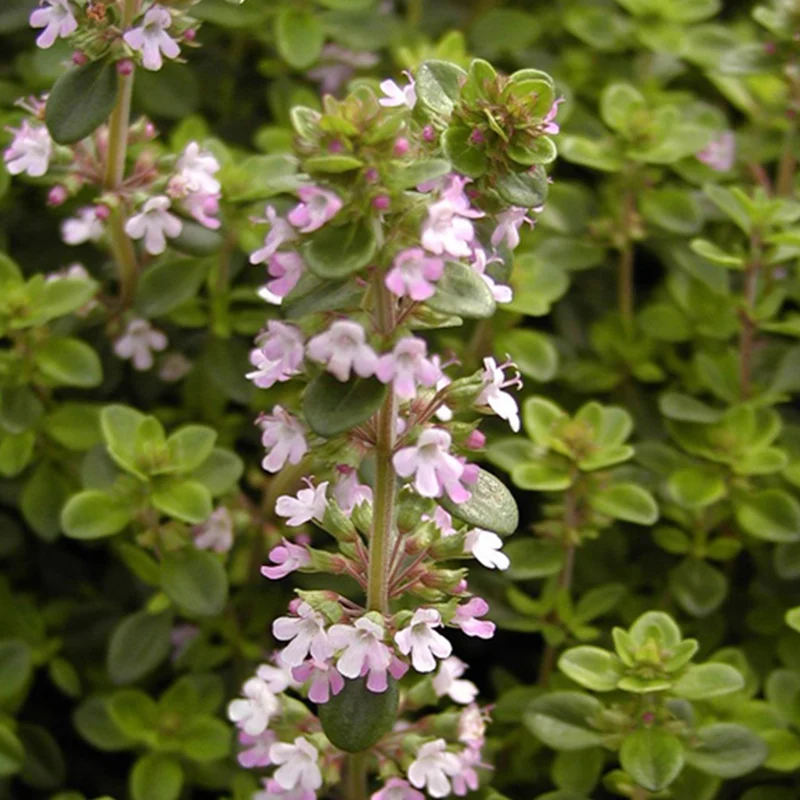 Sand-Thymian