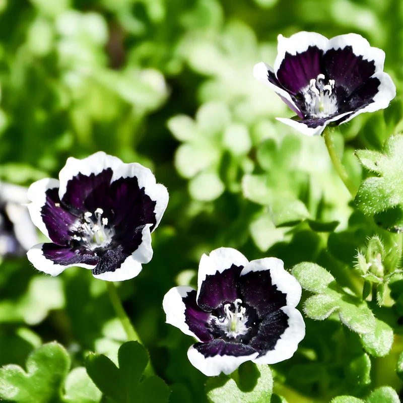 Hainblume Penny Black