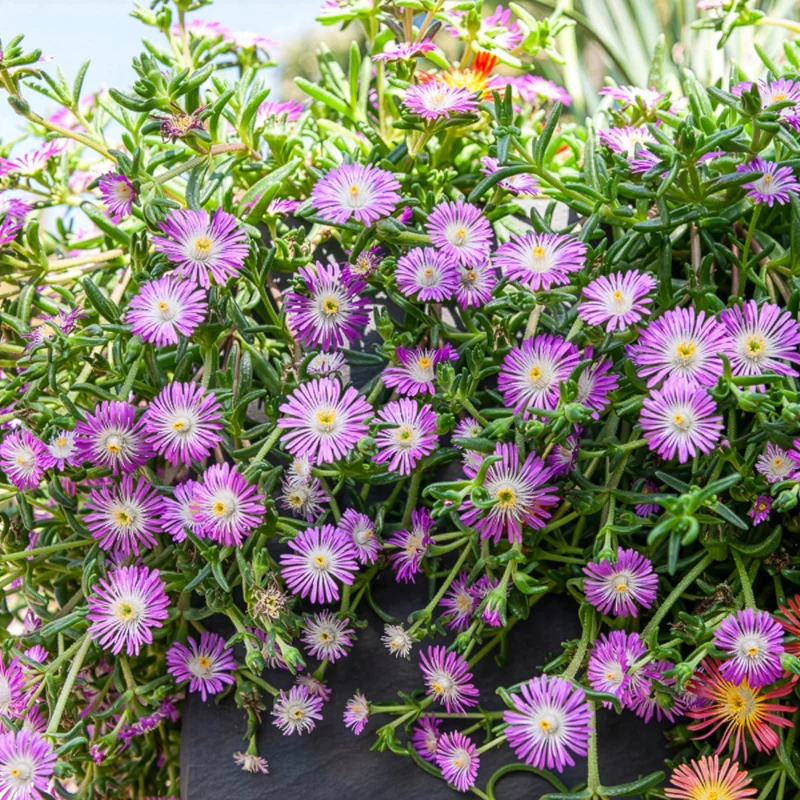 Mittagsblume Wheels of Wonder® Violet
