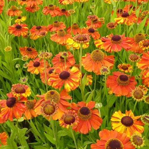 Sonnenbraut Sahins Early Flowerer ®