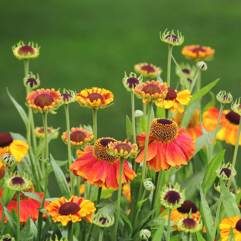 Sonnenbraut Sahins Early Flowerer ®