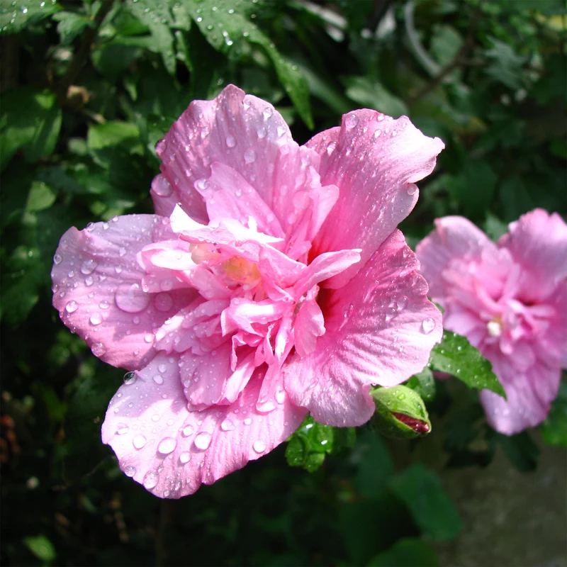 Hibiscus syriacus Ardens