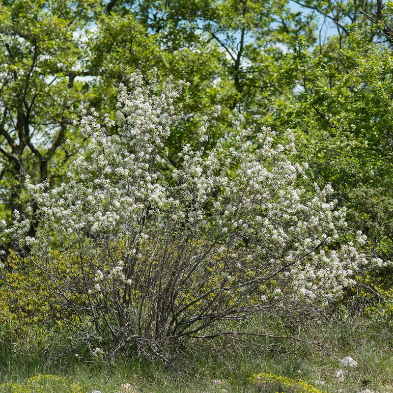 Wald-Felsenbirne