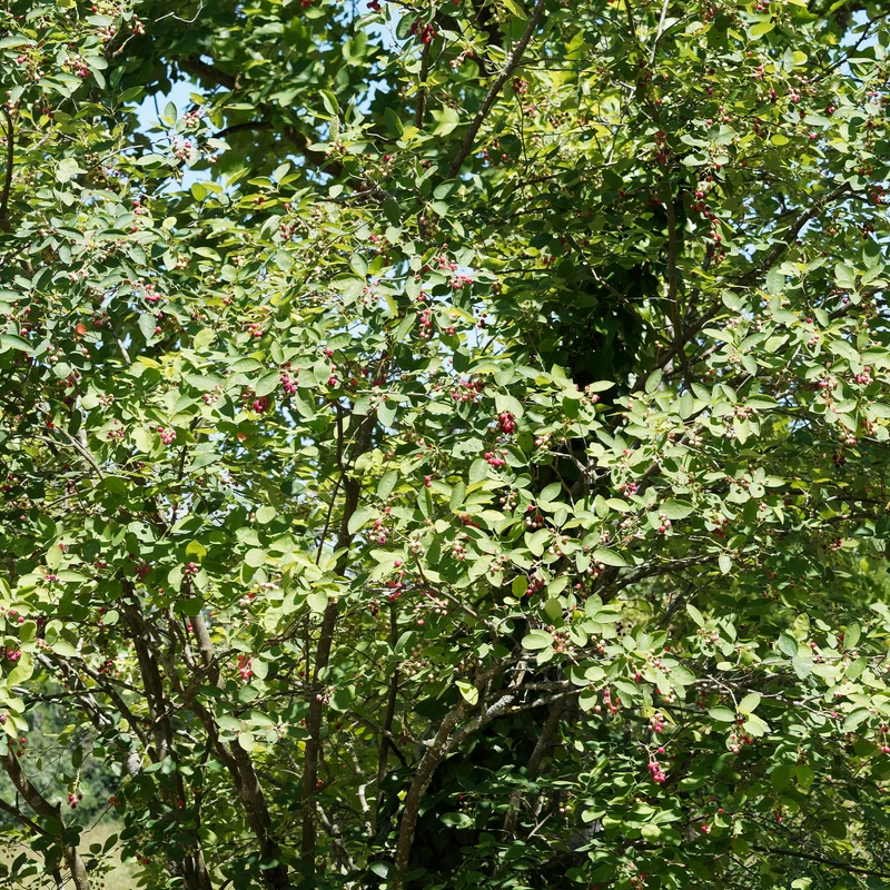 Wald-Felsenbirne