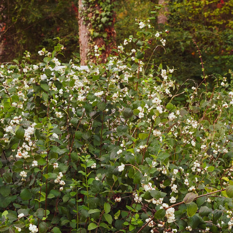 Schneebeere White Hedge