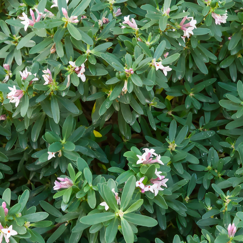 Transatlantischer Seidelbast Pink Fragrance®