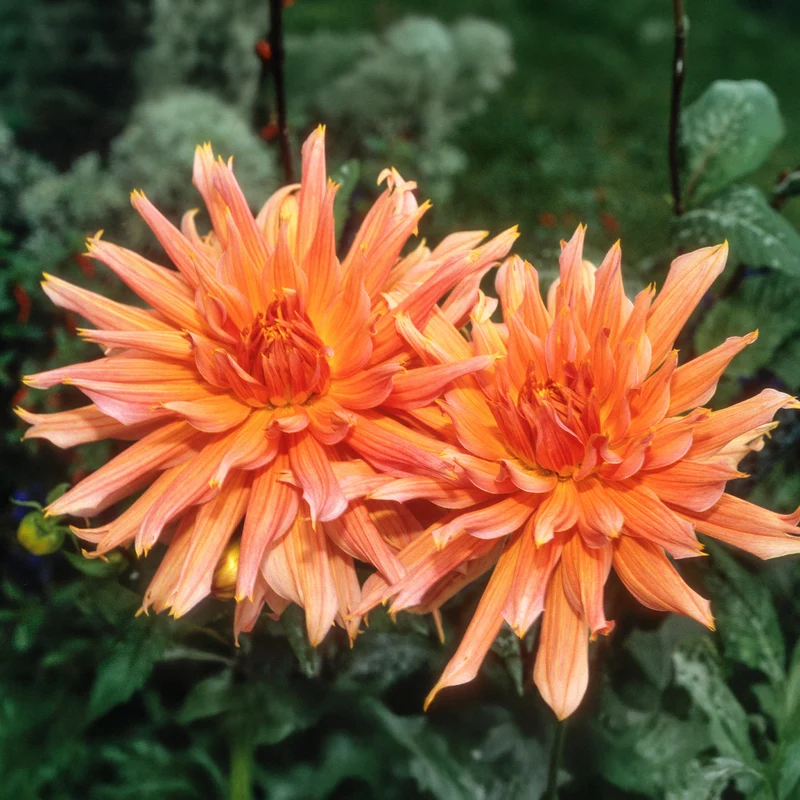 Kaktusdahlie ‘Omega’