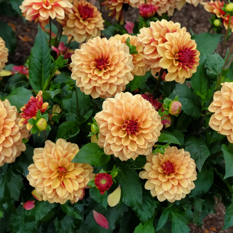 Dahlie ‘Creme de Cognac’