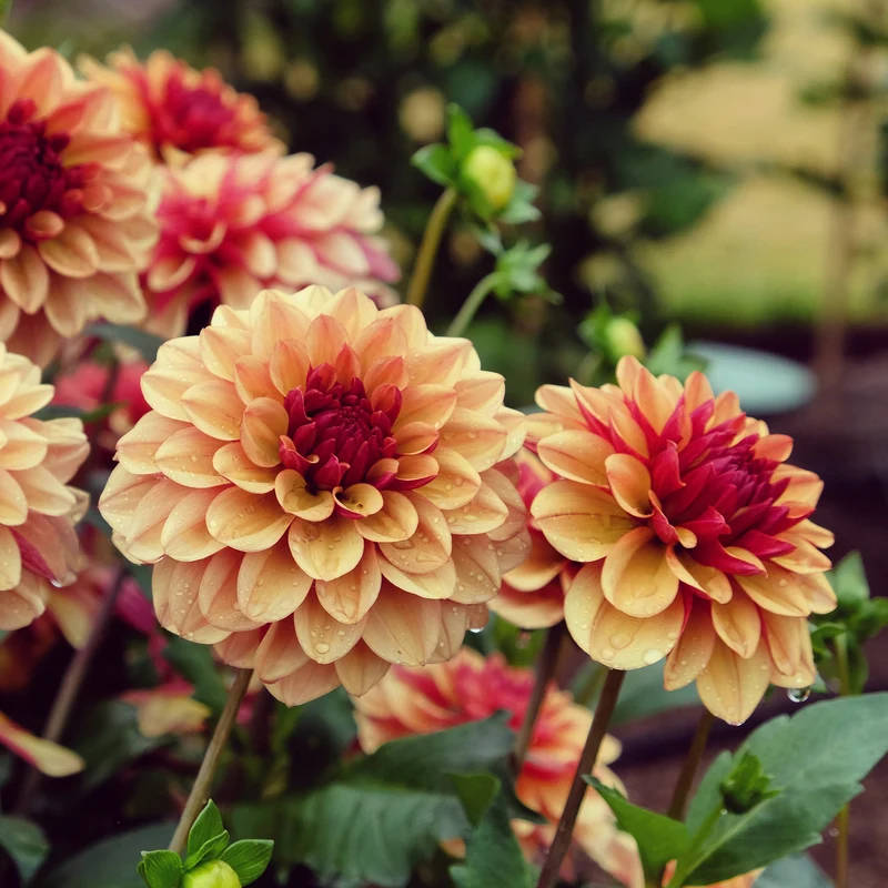 Dahlie ‘Creme de Cognac’